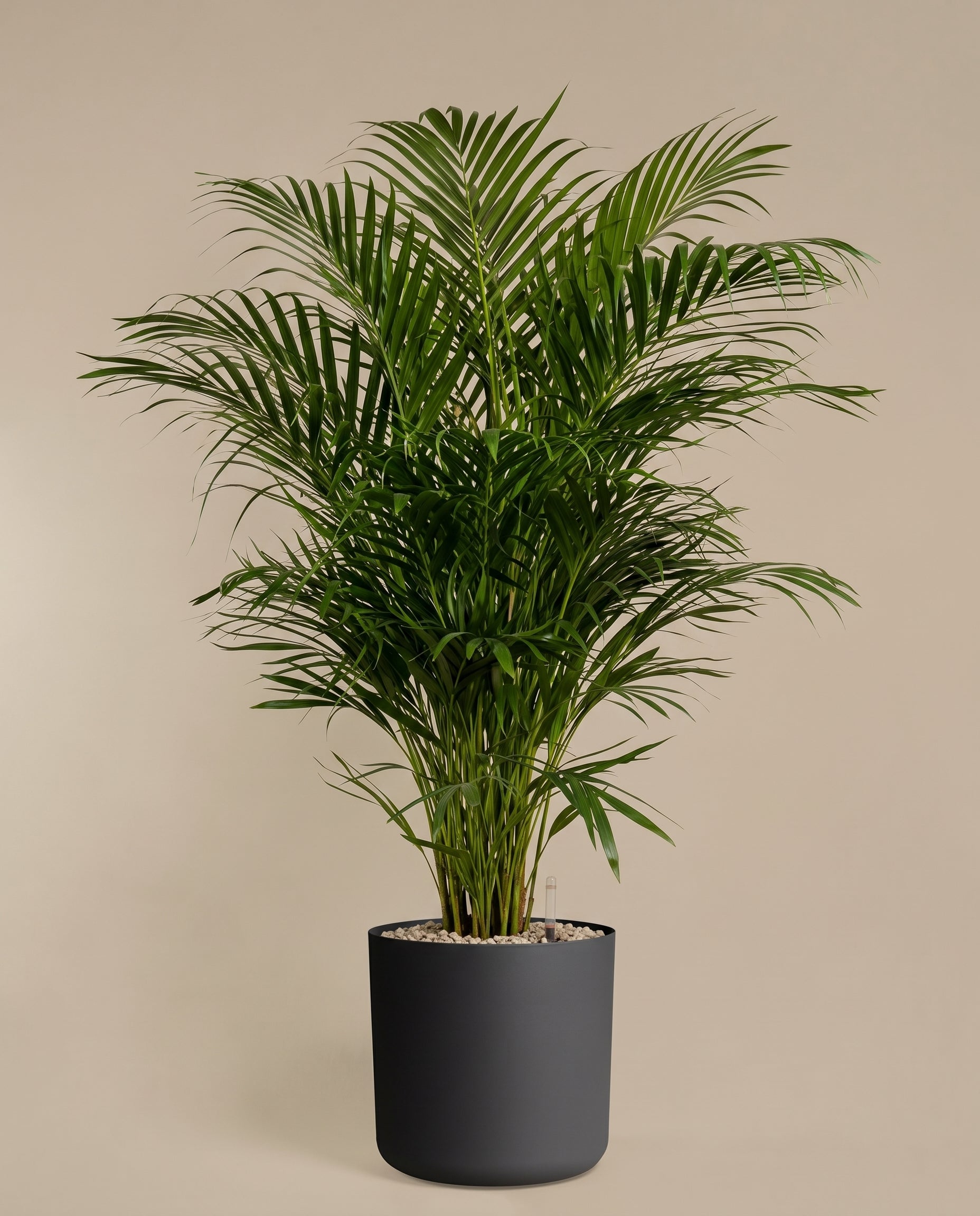 Die Goldfruchtpalme XXL, eine hohe, üppig grüne Pflanze mit langen, geschwungenen Wedeln, steht in einem schlichten, dunkelgrauen Gefäß, das mit weißen Kieselsteinen gefüllt ist und vor einem schlichten, beigen Hintergrund steht.