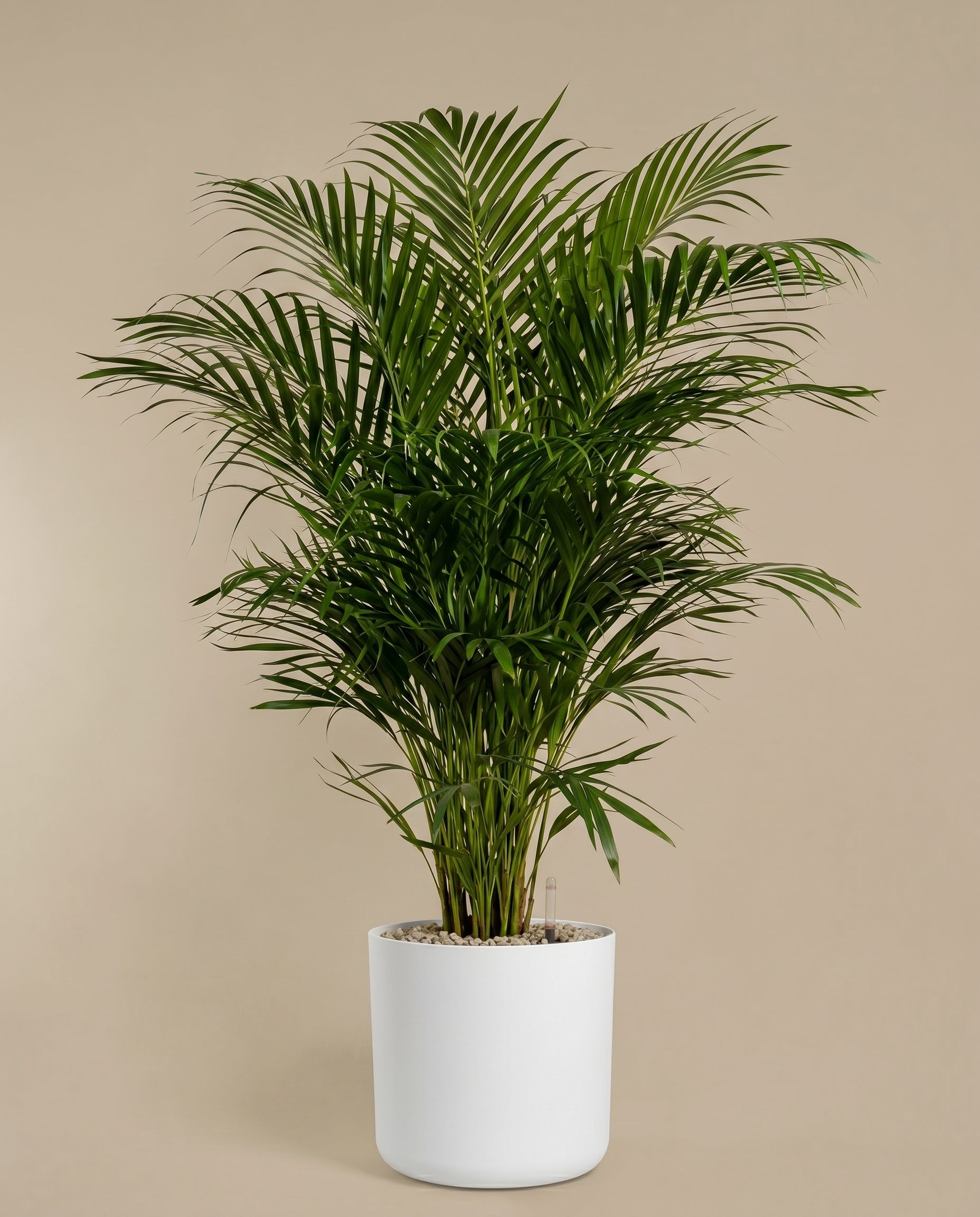 Die Goldfruchtpalme XXL mit ihren sattgrünen, geschwungenen Wedeln steht elegant in einem weißen, zylindrischen Topf vor einem beigen Hintergrund - eine stilvolle Zimmerpflanze für jedes Ambiente.
