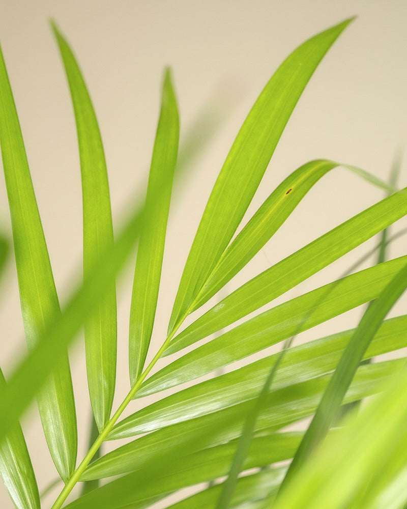 Nahaufnahme der Blätter der Goldfruchtpalme. Ihre leuchtend grüne Farbe und schlanke Form werden durch das Sonnenlicht vor einem weichen Hintergrund hervorgehoben – ideal, um Ihrem Zuhause das Flair eines pflegeleichten tropischen Paradieses zu verleihen.