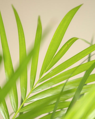 Nahaufnahme der Blätter der Goldfruchtpalme. Ihre leuchtend grüne Farbe und schlanke Form werden durch das Sonnenlicht vor einem weichen Hintergrund hervorgehoben – ideal, um Ihrem Zuhause das Flair eines pflegeleichten tropischen Paradieses zu verleihen.