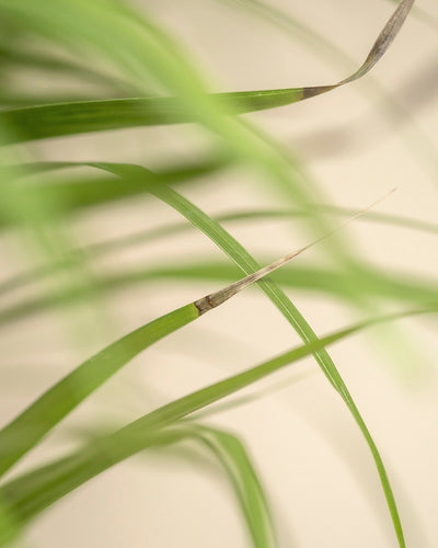 Nahaufnahme langer, schlanker grüner Goldfruchtpalmenblätter mit einigen braunen Spitzen vor beigem Hintergrund. Dieses minimalistische Bild unterstreicht die pflegeleichte Natur der Pflanze und bringt tropische Paradies-Atmosphäre in Ihren Raum.