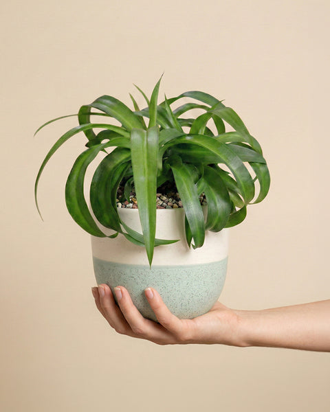 Eine Hand hält eine getopfte Grünlilie 'Green Bonnie' (Chlorophytum comosum) mit krausen grünen Blättern in einem runden, zweifarbigen Keramiktopf - oben weiß, unten hellgrün gesprenkelt - vor einem einfarbig beigen Hintergrund.