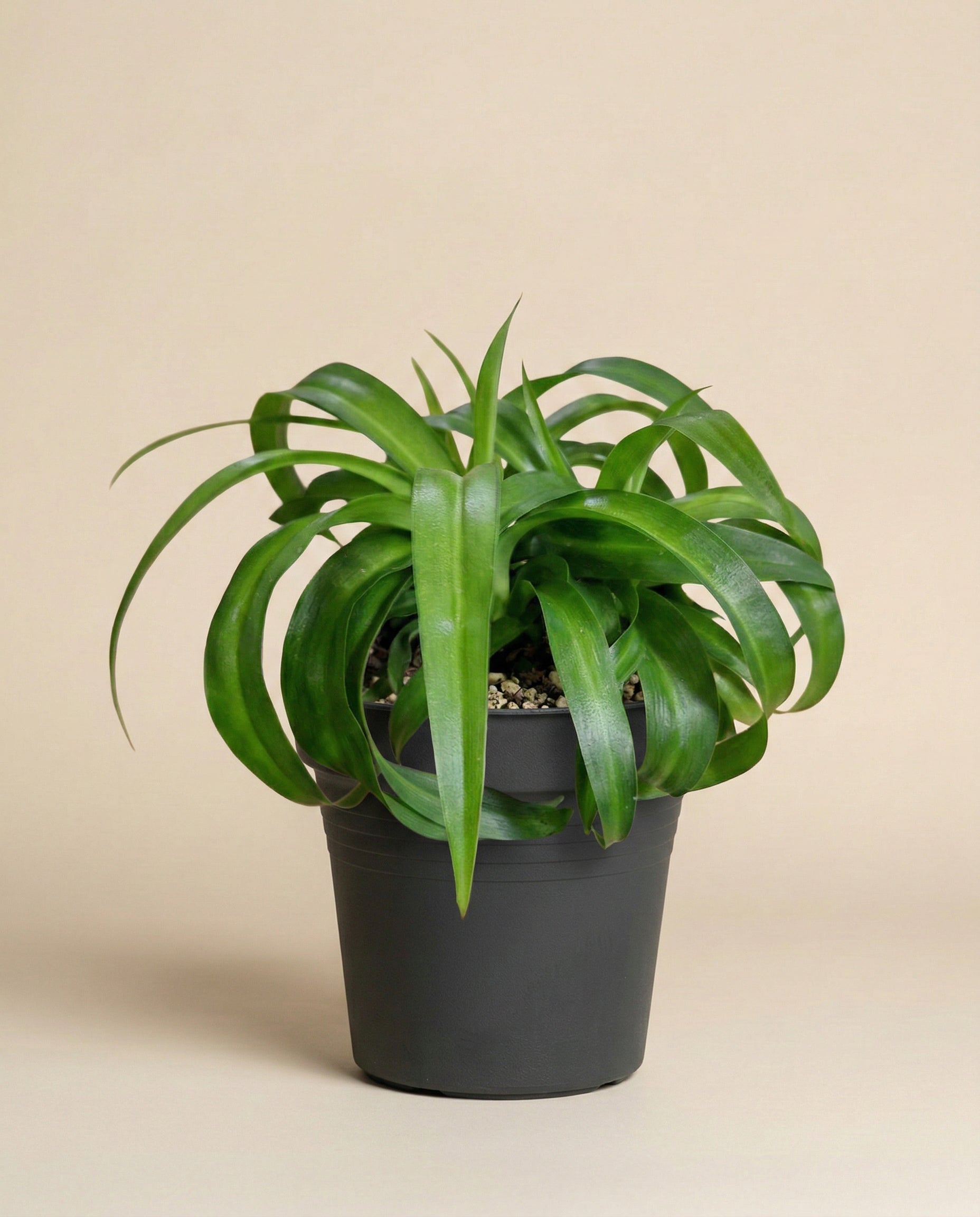 Eine Grünlilie 'Green Bonnie' mit langen, gewellten grünen Blättern wächst in einem schwarzen, mit Kieselsteinen gefüllten Plastiktopf vor einem schlichten beigen Hintergrund.