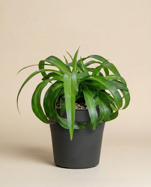 Eine Grünlilie 'Green Bonnie' mit langen, gewellten grünen Blättern wächst in einem schwarzen, mit Kieselsteinen gefüllten Plastiktopf vor einem schlichten beigen Hintergrund.