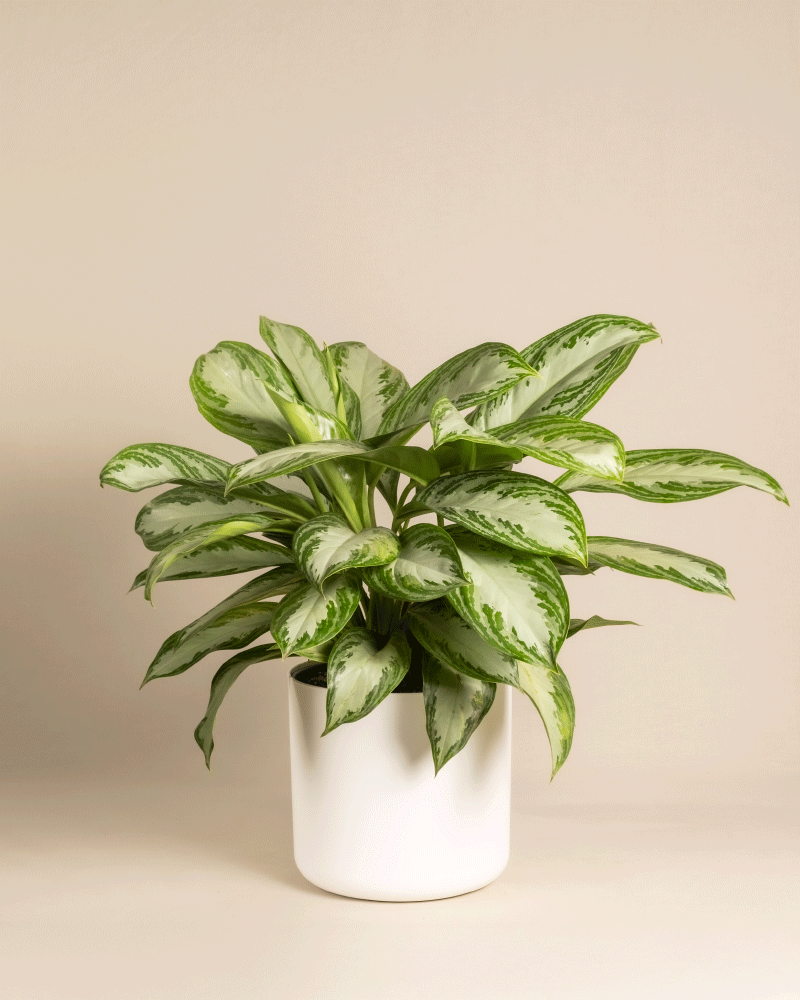 Eine große Aglaonema Silver Bay mit silbernen Blättern in einem weißen Keramiktopf vor einem schlichten beigen Hintergrund.