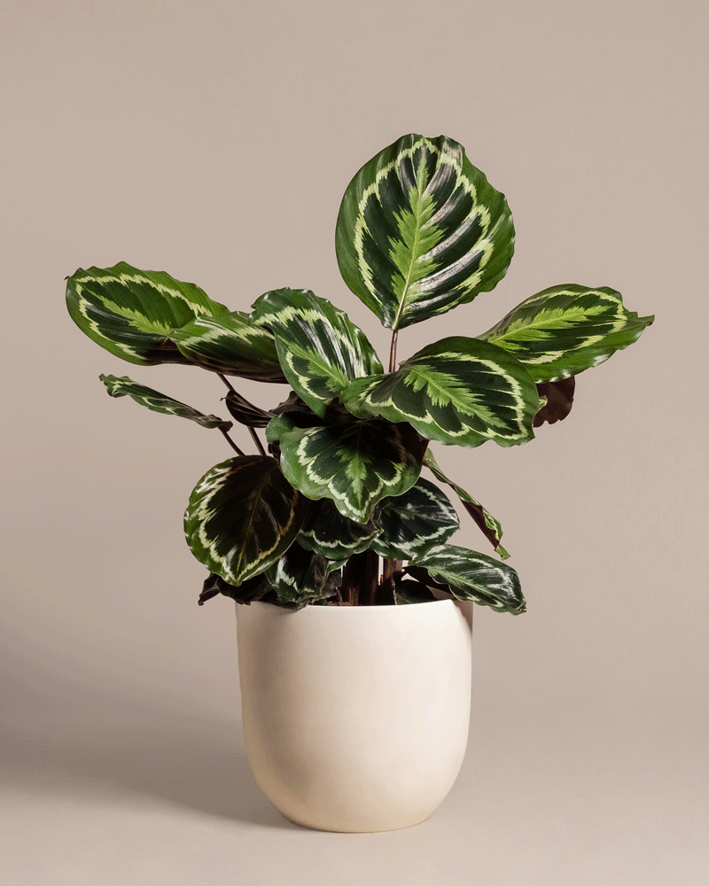 Eine Calathea Roseopicta (Affiliate) mit großen, auffallend hell- und dunkelgrünen ovalen Blättern sitzt in einem minimalistischen, cremefarbenen Keramiktopf vor einem schlichten beigen Hintergrund.