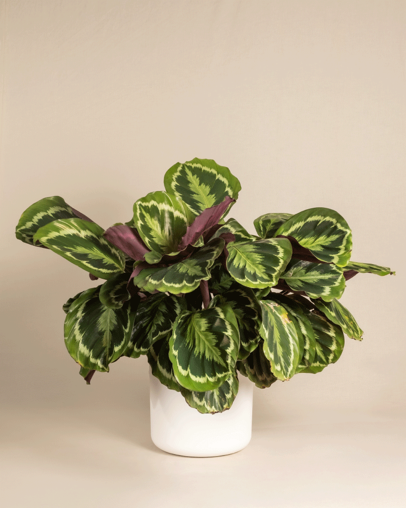 Eine Große Calathea Roseopicta mit großen, bunten grünen Blättern in einem einfachen weißen zylindrischen Topf wird vor einem schlichten beigen Hintergrund präsentiert.