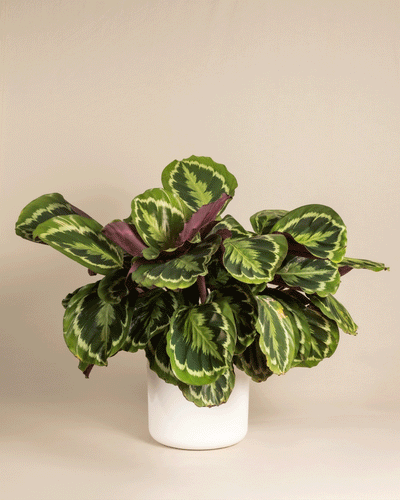 Eine Große Calathea Roseopicta mit großen, bunten grünen Blättern in einem einfachen weißen zylindrischen Topf wird vor einem schlichten beigen Hintergrund präsentiert.