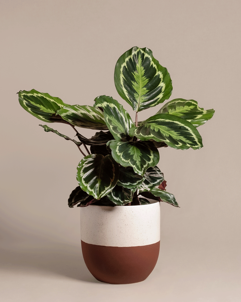 Eine Calathea Roseopicta (Affiliate) mit breiten, panaschierten grünen Blättern steht in einem weiß-braunen Keramiktopf vor einem einfarbig beigen Hintergrund.