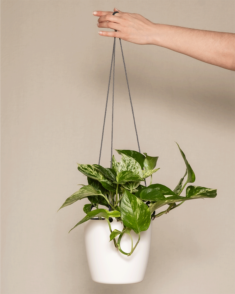 Eine Hand hält sanft die Ketten eines weißen Hängepflanzgefäßes, das eine leuchtende „Grosse Efeutute Marble Queen“ vor einem schlichten beigen Hintergrund wiegt.