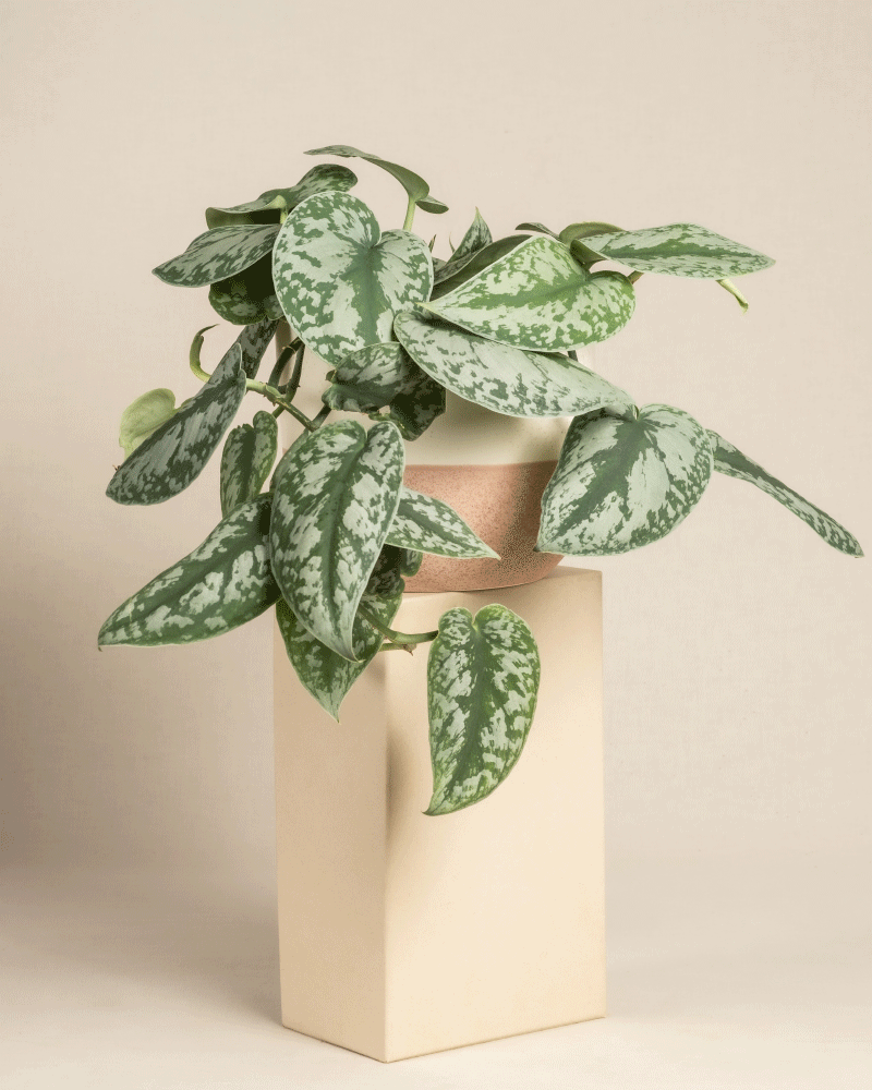 Eine große silberne Efeutute im Topf mit grünen, herzförmigen Blättern, die durch silberne Punkte akzentuiert sind, wird in einer beigen geometrischen Vase vor einem schlichten, hellen Hintergrund präsentiert.