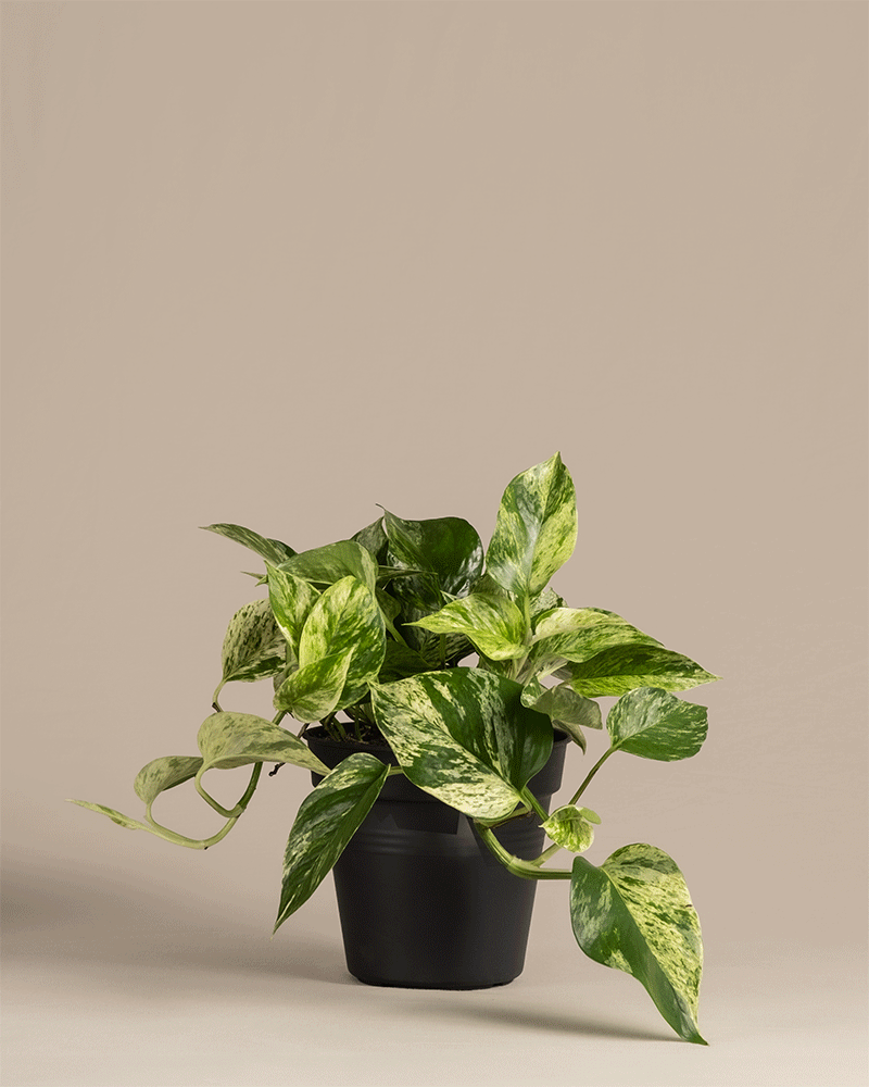 Eine große Überraschungspflanze (Pothos) mit grünen und weißen Blättern in einem schwarzen Topf vor einem beigen Hintergrund zeigt lange, herabhängende Ranken, die Ihrem Zuhause einen ruhigen, grünen Touch verleihen.