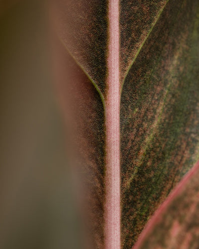 Aglaonema Jungle Red