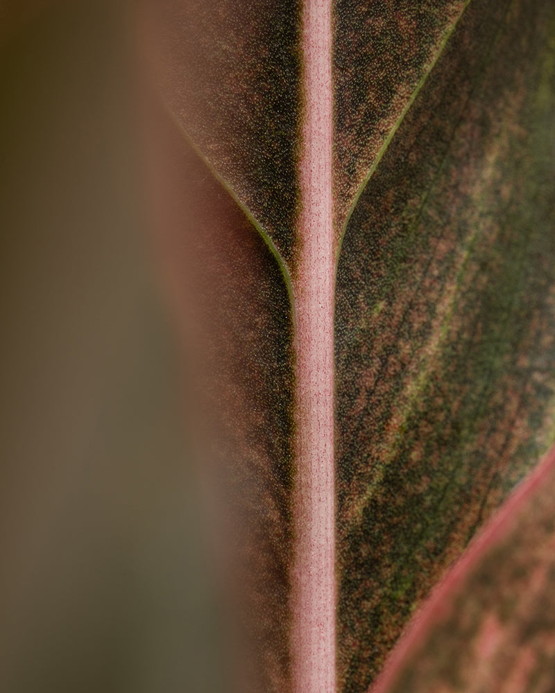 Nahaufnahme eines Blattes der Sorte Grosse Aglaonema Jungle Red mit einer rosafarbenen Mittelader und einer grünen, strukturierten Oberfläche. Das Foto fängt die komplexen Details und den natürlichen Farbverlauf des Blattes ein und zeigt sein einzigartiges Adernmuster und seine leicht verschwommenen Ränder.