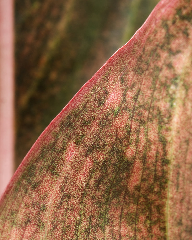 Nahaufnahme eines Blattes der Großen Aglaonema Jungle Red mit unscharfem Hintergrund. Das Blatt weist ein einzigartiges Muster mit einer Mischung aus Grün- und Rosatönen auf und seine Ränder haben einen deutlichen rosa Farbton. Die Textur ist markant und weist sichtbare Adern und eine leicht raue Oberfläche auf.