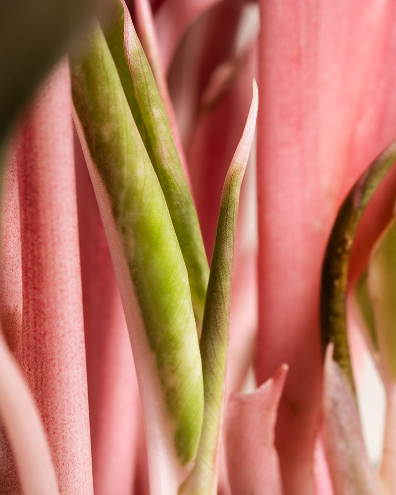Nahaufnahme der langen, schlanken rosa und grünen Stiele einer Großen Aglaonema Jungle Red. Das Bild hebt die glatte Textur und die Farbverläufe der Blätter hervor und legt einen starken Fokus auf das Zusammenspiel der rosa und grünen Farbtöne.