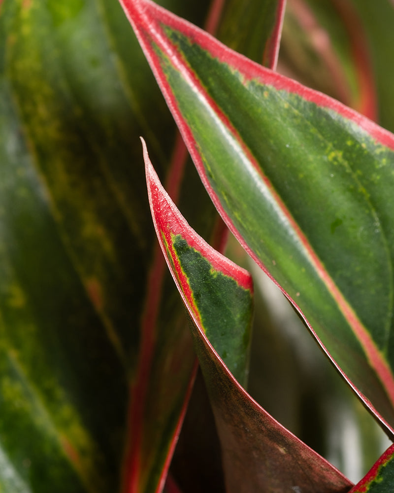 Nahaufnahme von grünen Pflanzenblättern mit leuchtend roten Rändern. Die Blätter sind glatt und leicht gekräuselt und haben eine Mischung aus dunkelgrünen und hellgrünen Flecken, die einen auffälligen Kontrast zu den roten Rändern bilden. Dieses faszinierende Detail ähnelt dem Großen Aglaonema Jungle Red. Der Hintergrund ist unscharf, wodurch das Blattdetail hervorgehoben wird.
