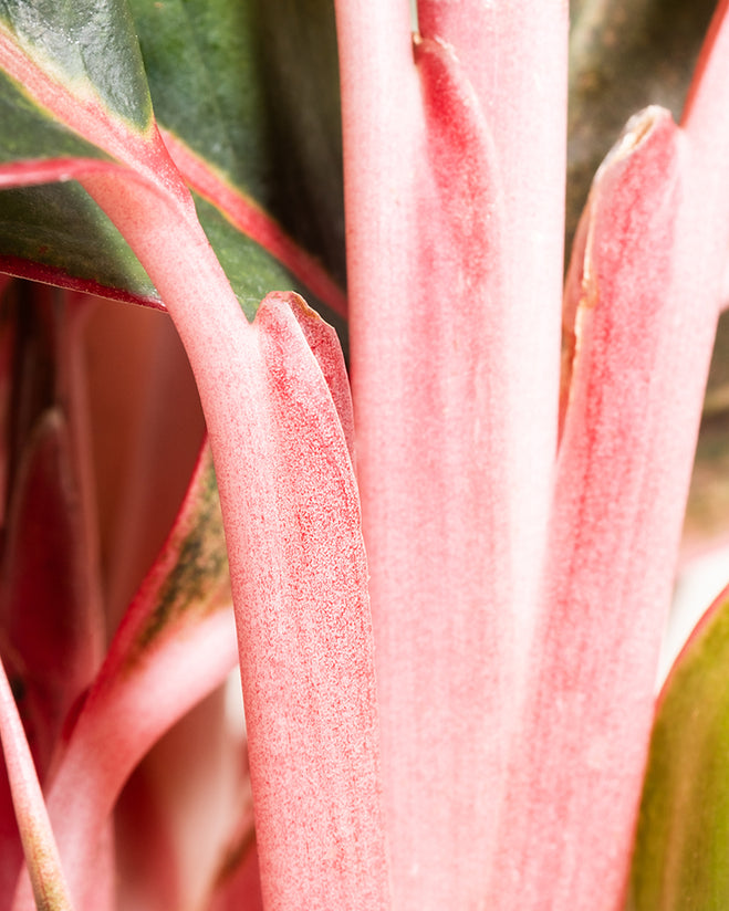 Aglaonema Jungle Red