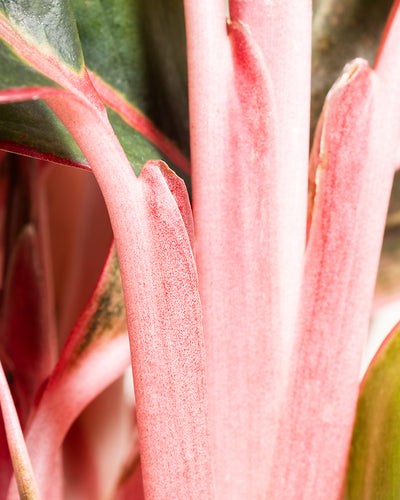 Nahaufnahme der rosafarbenen Stiele einer Großen Aglaonema Jungle Red, im Hintergrund sind einige grüne und bunte Blätter zu sehen. Die glatte Textur und die leuchtenden Farben der Stiele fallen auf und erzeugen ein faszinierendes und optisch ansprechendes Muster.