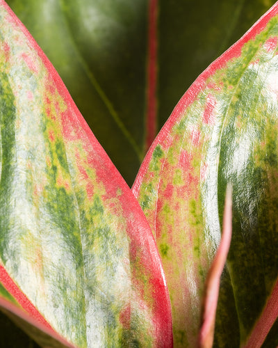 Nahaufnahme eines grün und rosa bunten Blattes der Sorte Grosse Aglaonema Jungle Red. Die rosa Ränder verschmelzen mit der gesprenkelten grünen Innenseite und erzeugen ein lebendiges und farbenfrohes Muster. Die glänzende Textur verleiht der Blattoberfläche einen Hauch von Glanz.