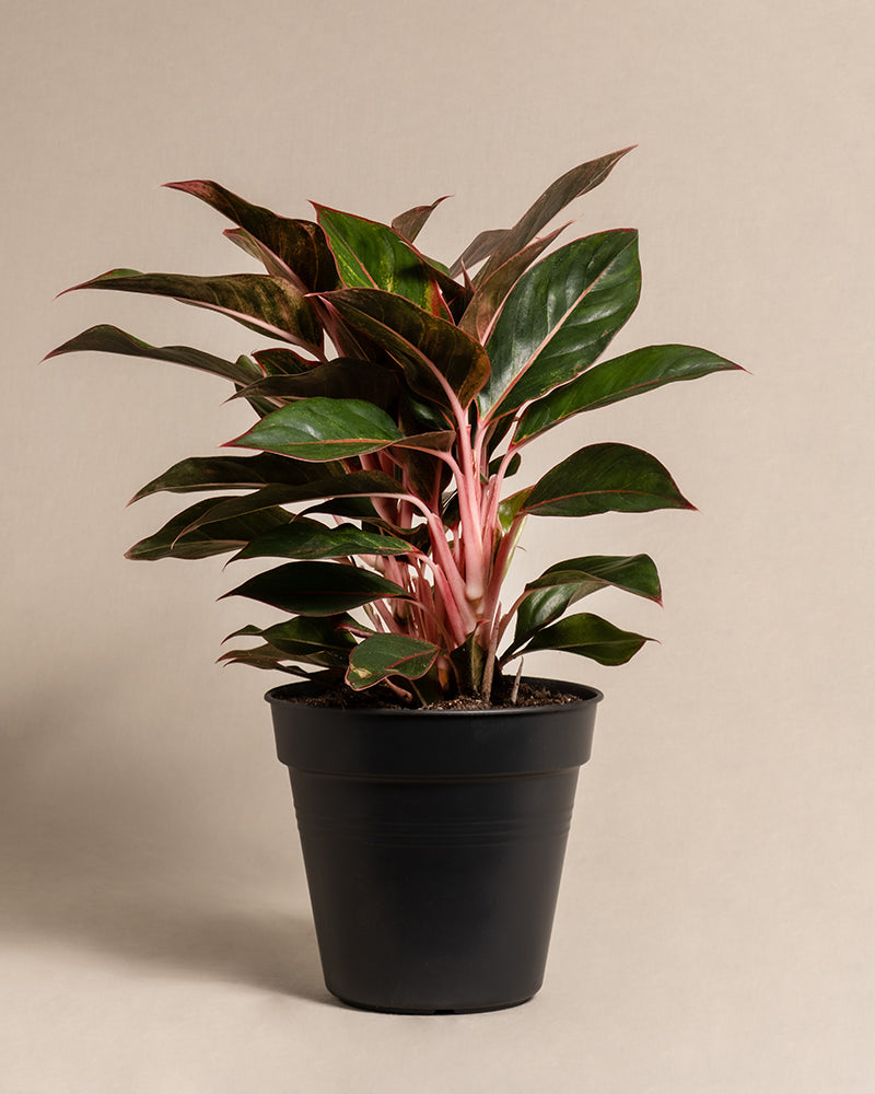 Eine große Aglaonema Jungle Red ohne Übertopf mit üppigen, dunkelgrünen Blättern und rosaroten Stielen ist vor einem schlichten, beigen Hintergrund zu sehen. Pflanze und Topf sind in der Bildmitte zu sehen.