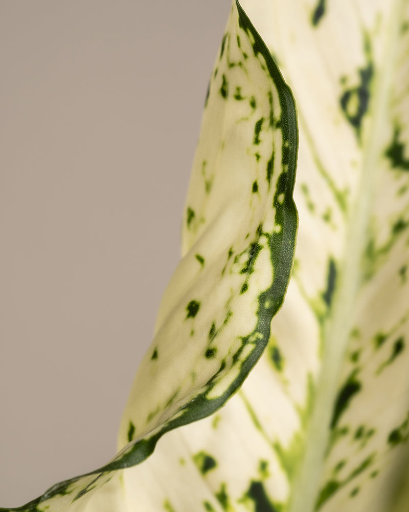 Nahaufnahme eines Blattes einer Großen Aglaonema Kiwi, das sein creme- und grün-buntes Muster mit komplizierten Mustern zeigt. Das Blatt weist gewellte Ränder auf, die mit dunkelgrünen Flecken und Streifen verziert sind, wodurch ein marmorierter Effekt entsteht. Vor einem schlichten, hellgrauen Hintergrund treten die Details des Blattes bei optimaler Luftfeuchtigkeit deutlich hervor.