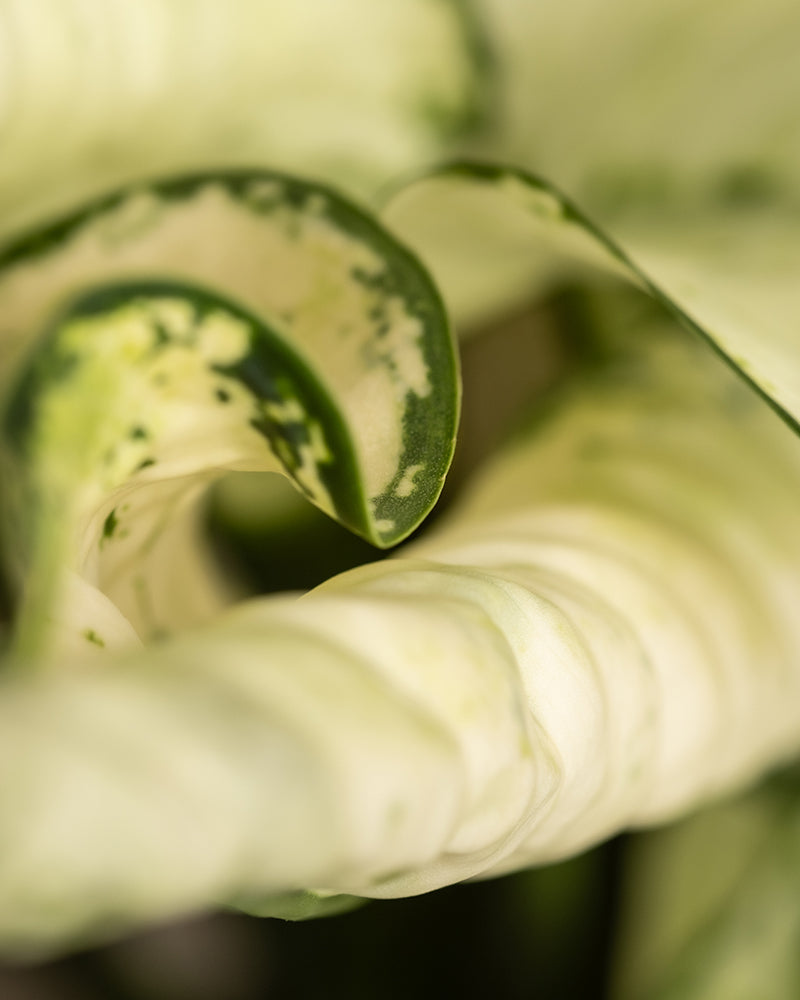 Eine Nahaufnahme eines gekräuselten, grün-weiß gefleckten Blattes der Großen Aglaonema Kiwi zeigt komplizierte Muster und Strukturen. Das gewundene Blatt wird durch weiches Licht hervorgehoben, das seine Ränder und Adern betont, während der leicht verschwommene Hintergrund die Aufmerksamkeit auf die Details des Blattes lenkt und seinen Bedarf an ausreichender Feuchtigkeit hervorhebt.