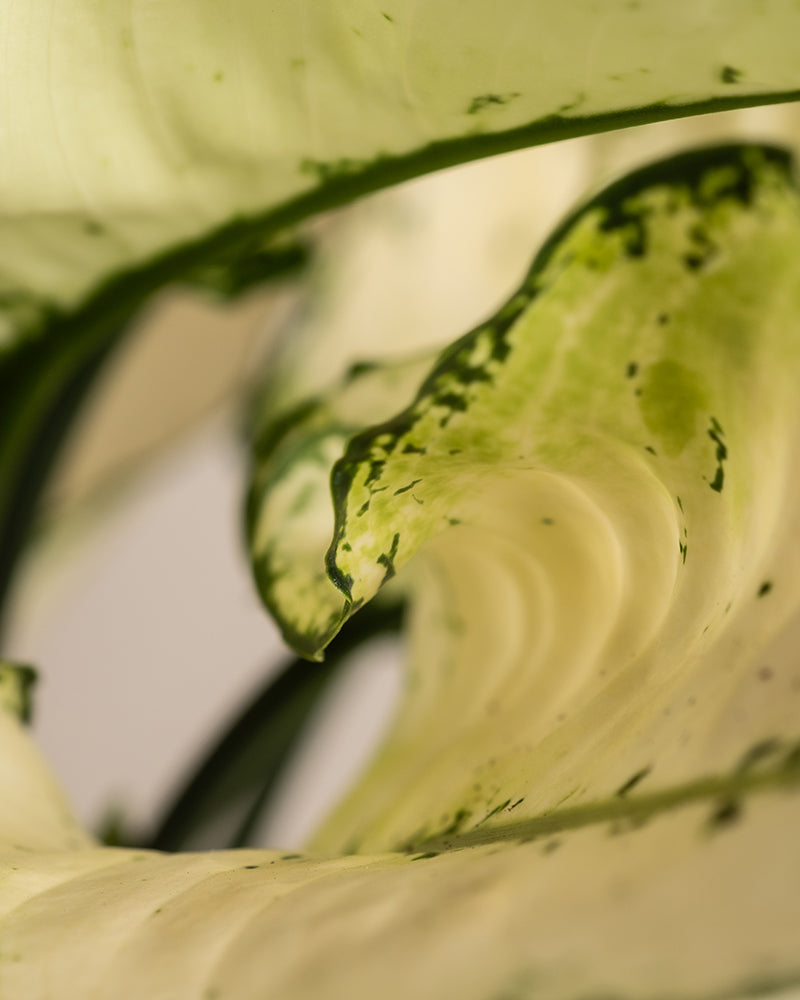 Eine Nahaufnahme eines Blattes einer Großen Aglaonema-Kiwi zeigt seine Grün- und Cremetöne. Das gewundene Blatt zeigt geschwungene Formen und komplizierte Muster aus Sprenkeln und Adern, während der leicht unscharfe Hintergrund die Textur und Form des Blattes hervorhebt.