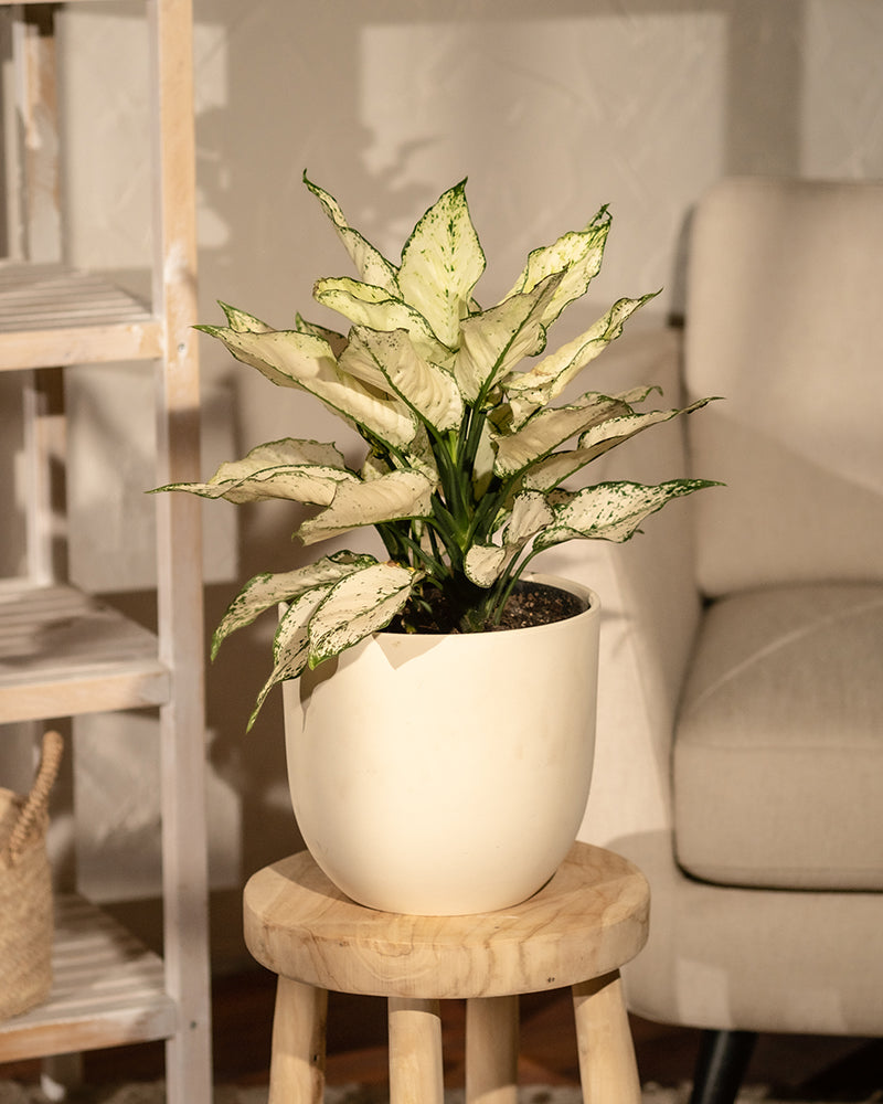 Eine eingetopfte Große Aglaonema Kiwi mit bunten weißen und grünen Blättern steht auf einem Holzhocker. Die Pflanze steht in einem modernen Raum mit einem beigen Sessel und einem Holzregal im Hintergrund. Weiches, warmes Licht betont die kontrastierenden Farbtöne der Pflanze und bringt Lebendigkeit in die Umgebung mit hoher Luftfeuchtigkeit.