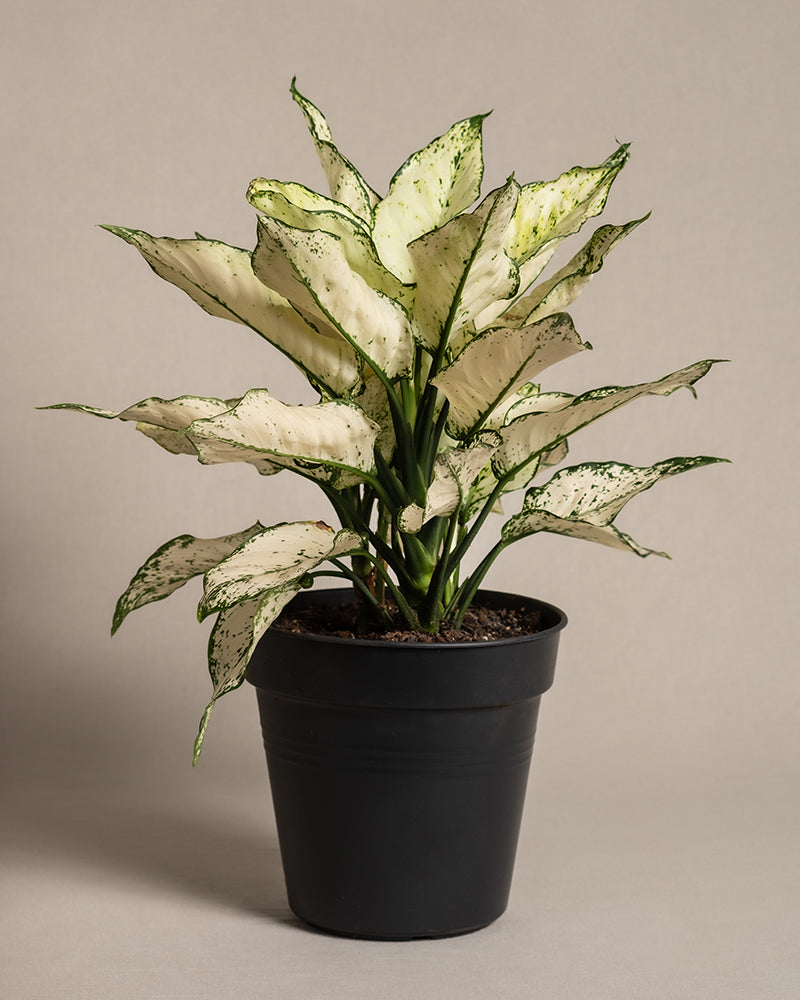 Eine eingetopfte Große Aglaonema Kiwi mit creme- und grünbunten Blättern steht in einem schwarzen Topf vor einem neutralen Hintergrund. Diese Pflanze gedeiht am besten bei der richtigen Luftfeuchtigkeit.