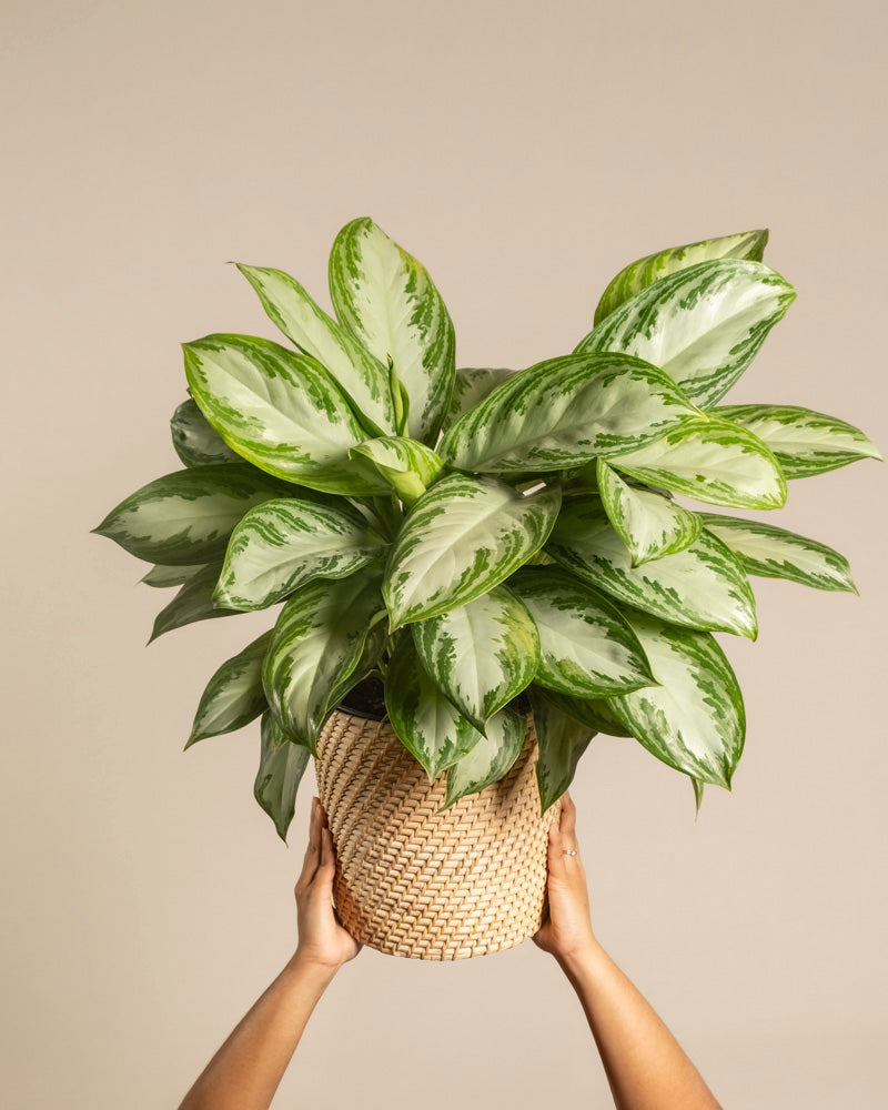 Eine Person hält einen Weidentopf mit einer Großen Aglaonema Silver Bay hoch, die große silbrig-grüne Blätter aufweist, vor einem schlichten beigen Hintergrund.