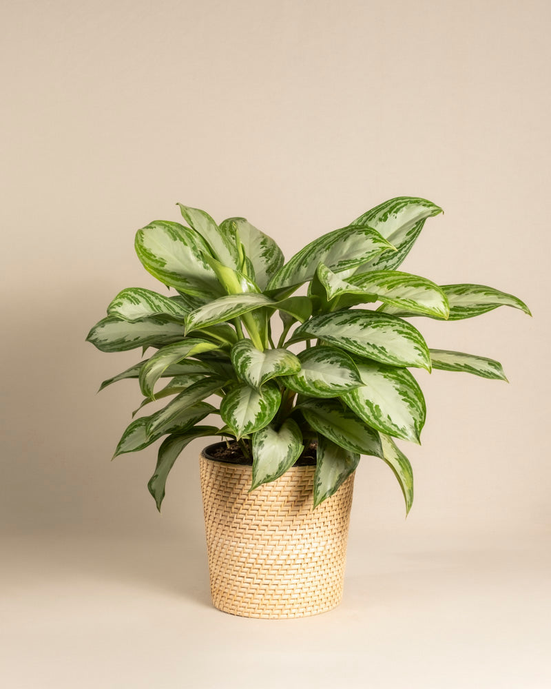 Eine große Aglaonema Silver Bay mit breiten, silbrig-grünen Blättern ist in einem hellen geflochtenen Korb eingetopft und vor einem schlichten beigen Hintergrund platziert.