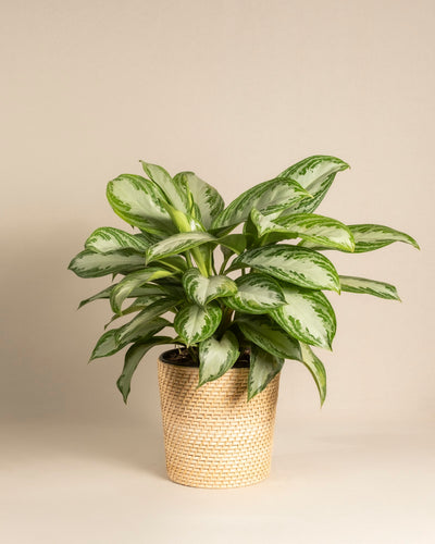 Eine große Aglaonema Silver Bay mit breiten, silbrig-grünen Blättern ist in einem hellen geflochtenen Korb eingetopft und vor einem schlichten beigen Hintergrund platziert.