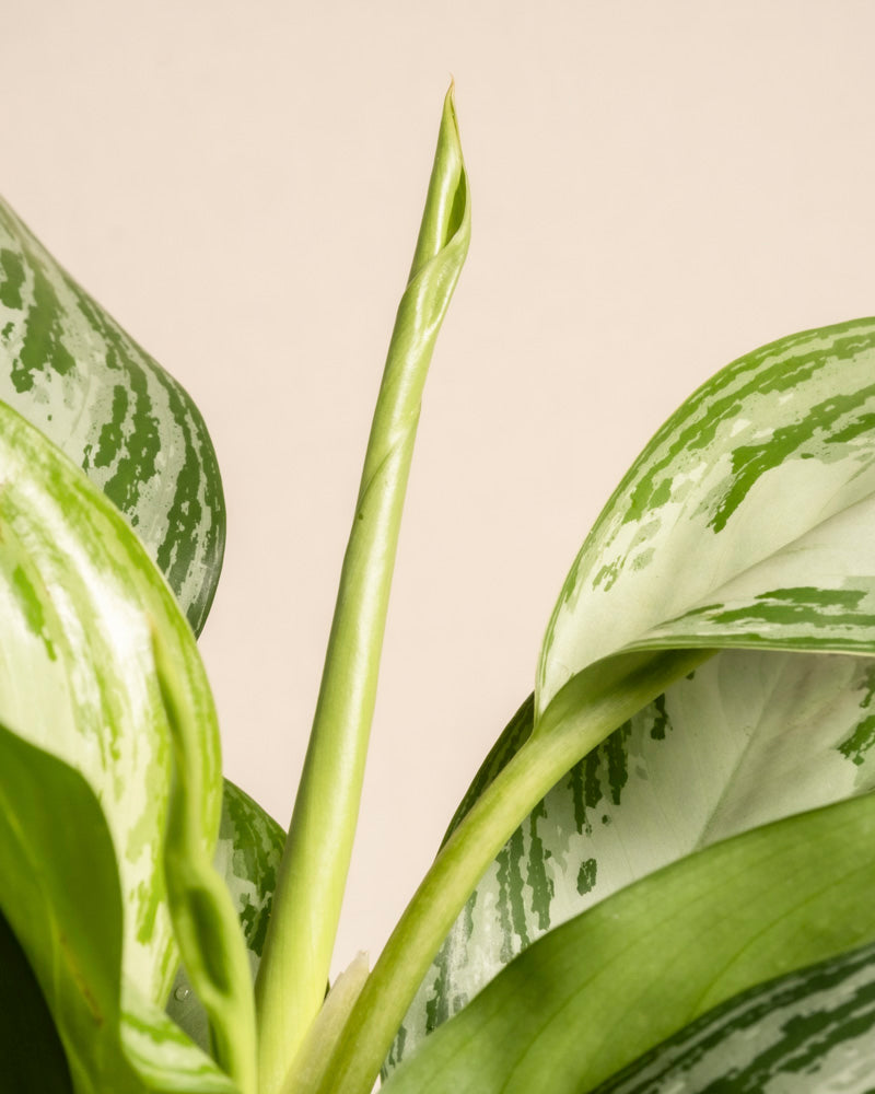 Nahaufnahme einer Großen Aglaonema Silver Bay, die ihre breiten, silbergrünen Blätter und einen einzelnen neuen Blatttrieb in der Mitte vor einem schlichten beigen Hintergrund hervorhebt.