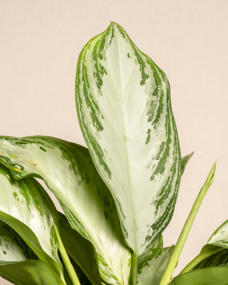 Eine Nahaufnahme eines Blattes der Sorte Grosse Aglaonema Silver Bay zeigt eine silbrige, hellgrüne und weiße Panaschierung. Der Hintergrund ist schlicht beige.
