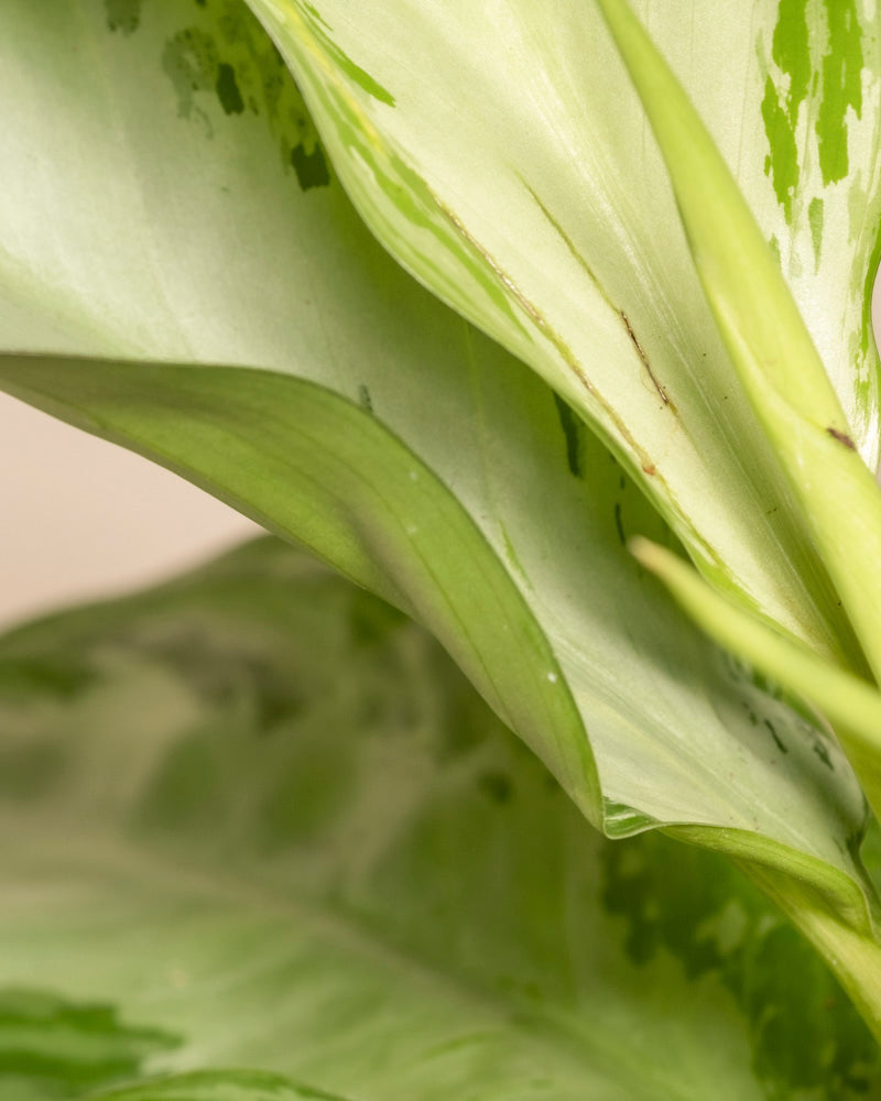 Nahaufnahme der Blätter des Großen Aglaonema Silver Bay mit hell- und dunkelgrünen Mustern, die natürliche Texturen und silbrige Blätter hervorheben. Der Fokus liegt auf den Blattoberflächen und ihren subtilen Farbvariationen.