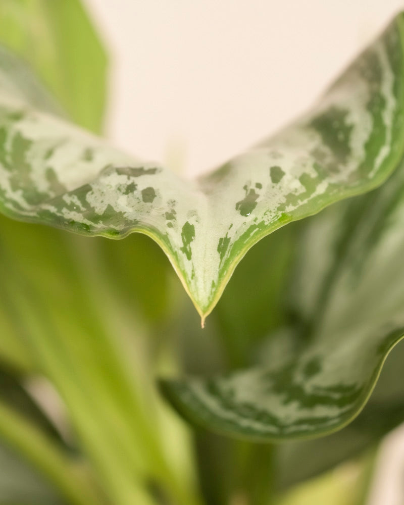 Nahaufnahme der spitzen Spitze eines Silberlorbeerblatts der Sorte Grosse Aglaonema mit weißen und hellgrünen Mustern und detaillierter Textur vor unscharfem Hintergrund.