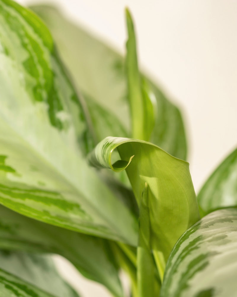 Nahaufnahme einer Großen Aglaonema Silver Bay mit großen, bunten, silbrig-grünen Blättern. In der Mitte wächst ein neues, teilweise entfaltetes Blatt hervor, vor einem schlichten, sanft beleuchteten Hintergrund.
