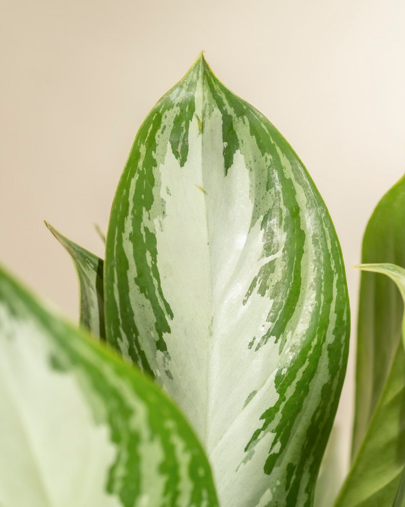 Eine Nahaufnahme eines großen Aglaonema-Silberlorbeerblattes zeigt seine grün-weiße Panaschierung mit subtilen Mustern und glatter Textur, während der leicht unscharfe Hintergrund die leuchtenden silbrigen Blätter dieser auffälligen Zimmerpflanze hervorhebt.