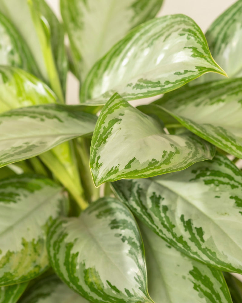 Nahaufnahme der glänzenden, bunten grünen und silbernen Blätter der Großen Aglaonema Silver Bay, die ihre einzigartigen Muster und ihre Textur zeigen.