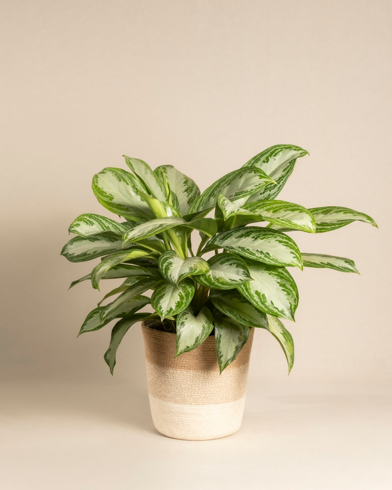 Eine Große Aglaonema Silver Bay mit glänzend grünen und silbernen Blättern steht in einem beigen, strukturierten Keramiktopf vor einem schlichten, hellen Hintergrund.