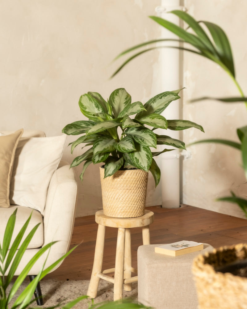 Eine Große Aglaonema Silver Bay mit silbernen Blättern steht auf einem Holzhocker neben einem beigen Sofa in einem gemütlichen, gut beleuchteten Raum mit neutraler Einrichtung und Holzboden.