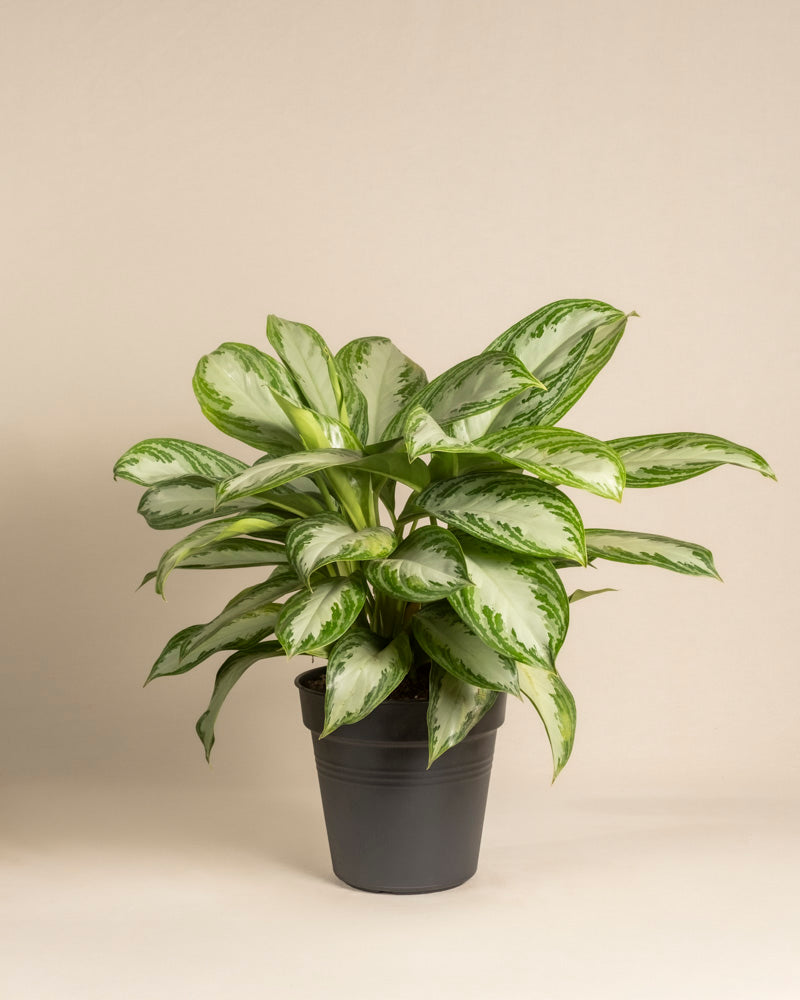 Eine Große Aglaonema Silver Bay mit großen silbrigen hell- und dunkelgrünen Blättern wird in einem einfachen schwarzen Topf vor einem schlichten beigen Hintergrund präsentiert.