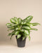 Eine Große Aglaonema Silver Bay mit großen silbrigen hell- und dunkelgrünen Blättern wird in einem einfachen schwarzen Topf vor einem schlichten beigen Hintergrund präsentiert.