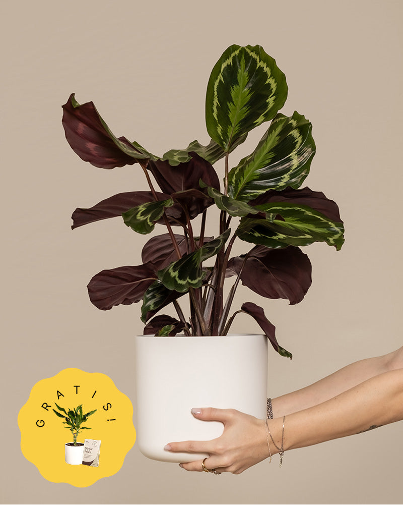 Eine grosse Calathea Roseopicta in einem weissen Topf wird hochgehalten.