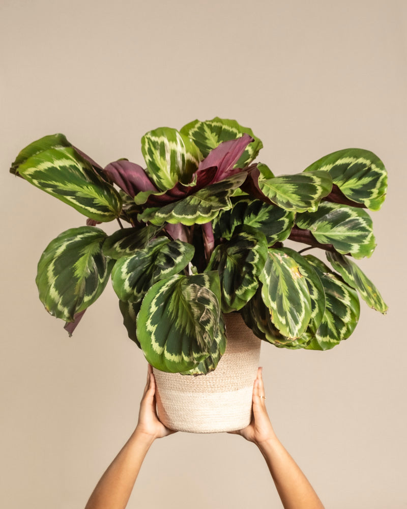 Ein Paar Hände hält eine große Calathea Roseopicta im Topf hoch und präsentiert ihre großen grünen Blätter mit helleren Mustern und violetter Unterseite vor einem schlichten beigen Hintergrund.