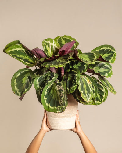 Ein Paar Hände hält eine große Calathea Roseopicta im Topf hoch und präsentiert ihre großen grünen Blätter mit helleren Mustern und violetter Unterseite vor einem schlichten beigen Hintergrund.