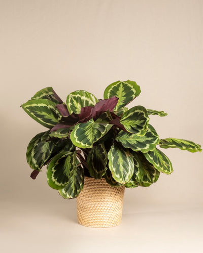 Die Große Calathea Roseopicta zeichnet sich durch große, grün gemusterte Blätter mit violetter Unterseite aus und wird in einem hell geflochtenen Korb vor einem schlichten beigen Hintergrund präsentiert.