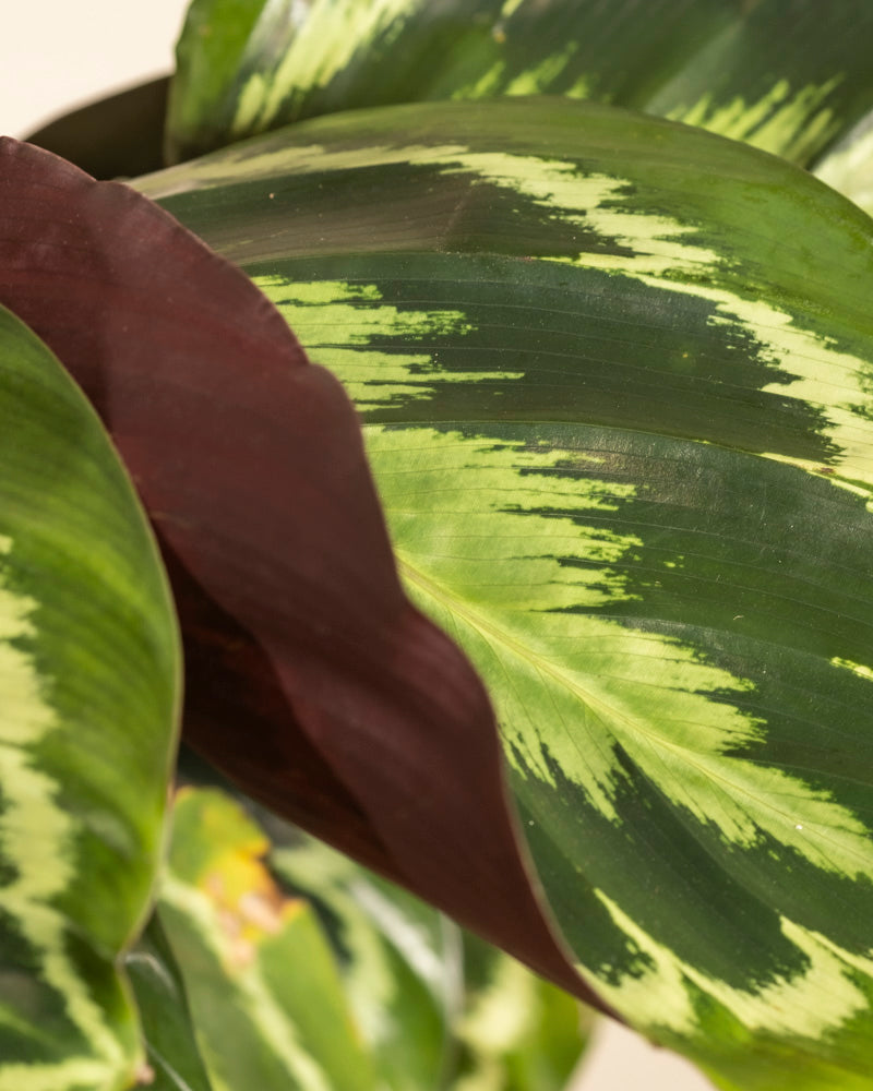 Nahaufnahme der Großen Calathea Roseopicta. Die großen, glänzend grünen Blätter sind mit hellgrünen Mustern und einer auffälligen, tief rötlich-violetten Unterseite versehen.