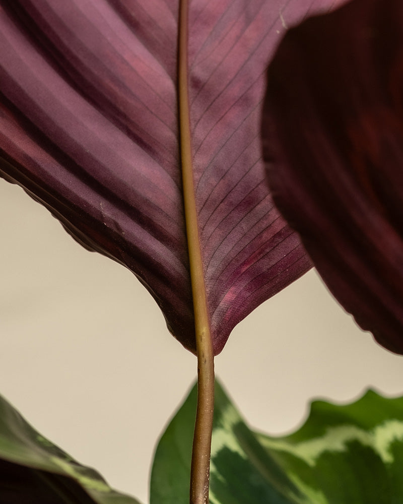 Detailaufnahme der roten Unterseite einer Calathea Roseopicta.